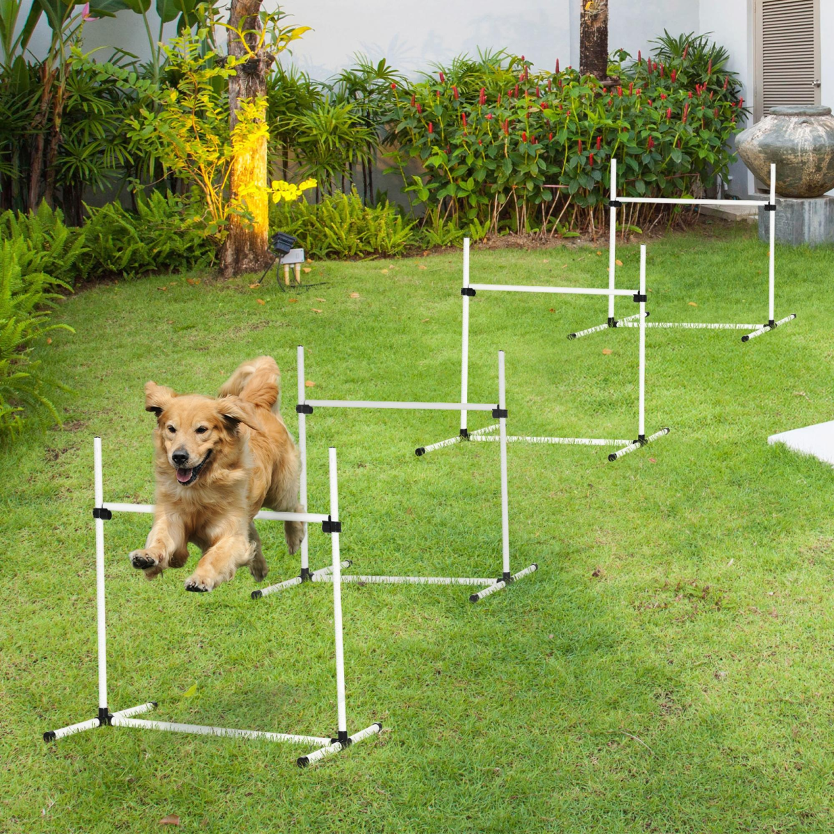 Ultimate Canine Agility Course: Fun Jumping & Training Set for Active Dogs