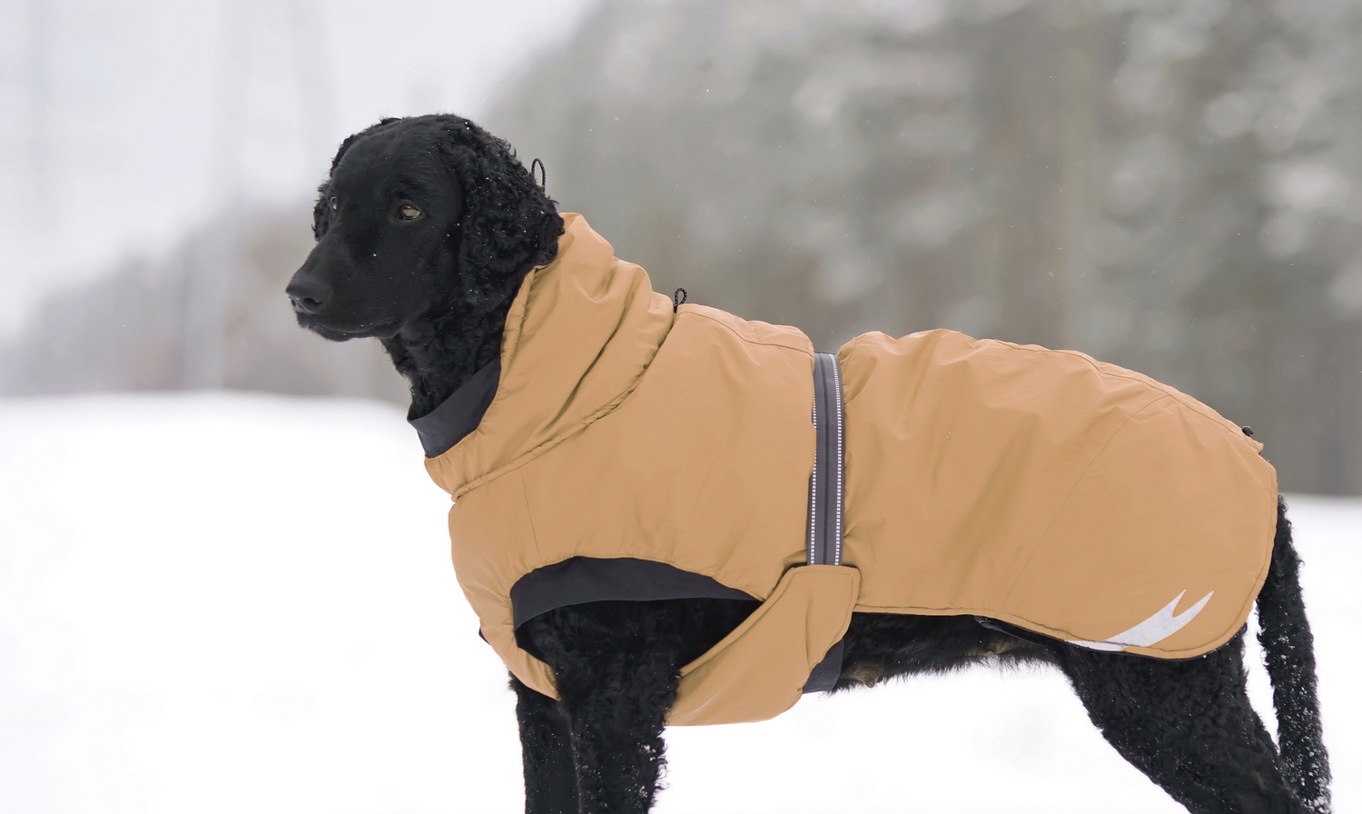 Dog wearing a tan coat standing in the snow with a blurred snowy background